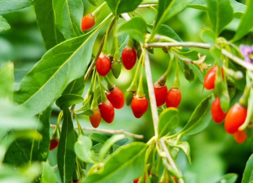 紅果果，綠桿桿，吃完一起降糖糖